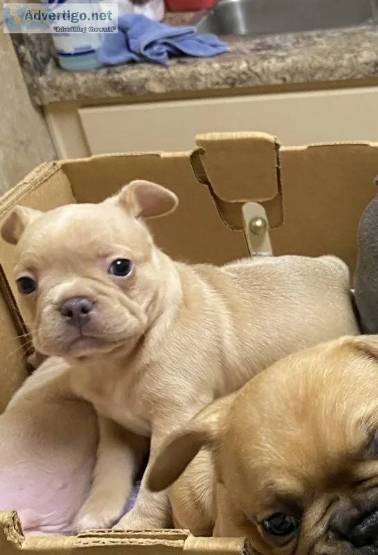 French bulldog puppies