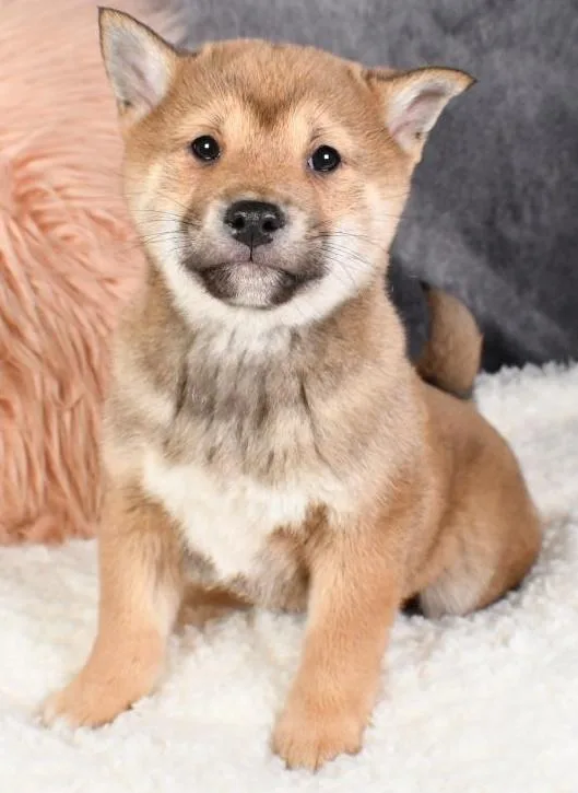 Shiba Inu Puppies.