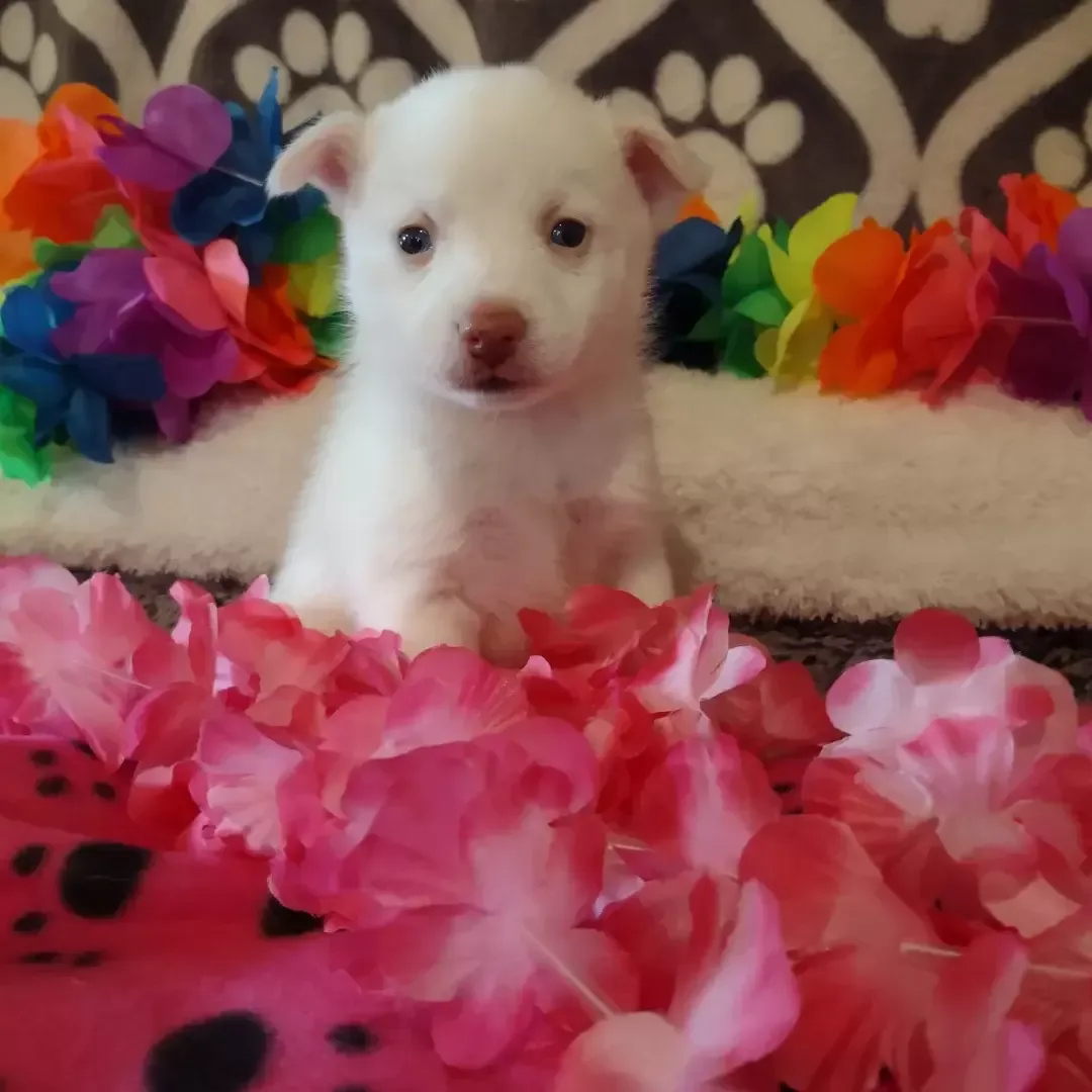 Pomsky