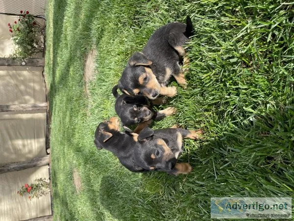 Sibling puppies for sale