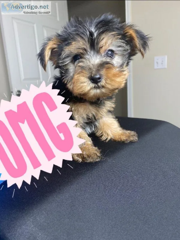 Male yorkie puppy