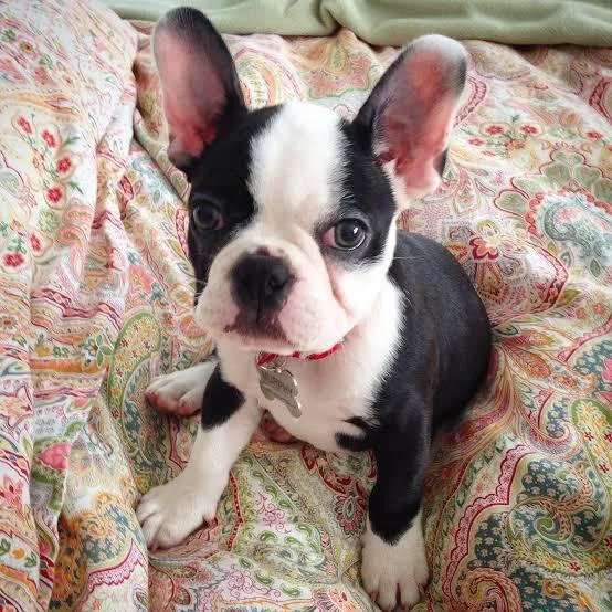 Got nice and amazing cute puppies