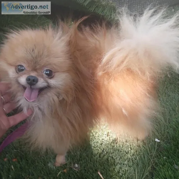 Female puppies