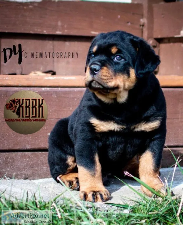 KBBK ROTTWEILERS