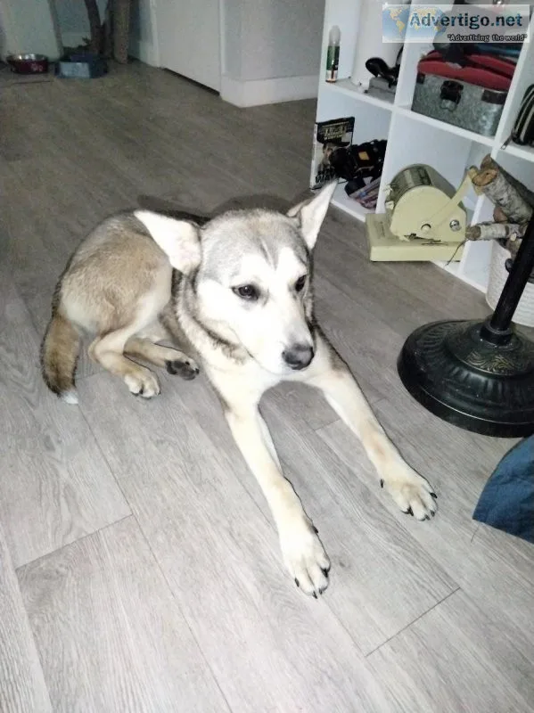 Female huskymalamute