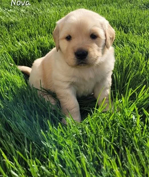 Seven Pure Golden Retriever Puppies.