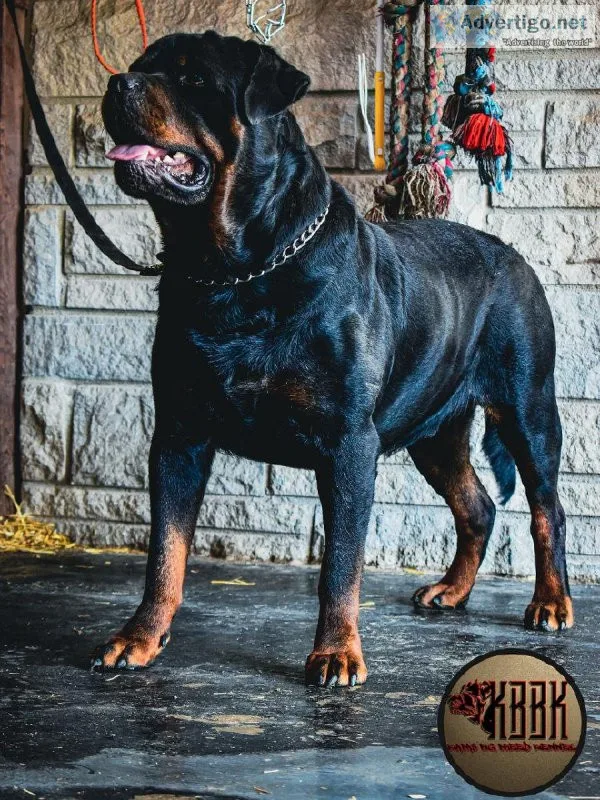 Rottweiler Stud service