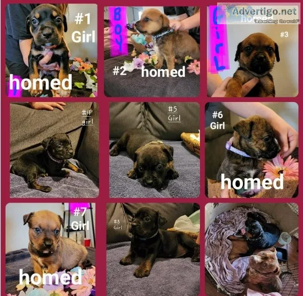 Pitweiler Puppies