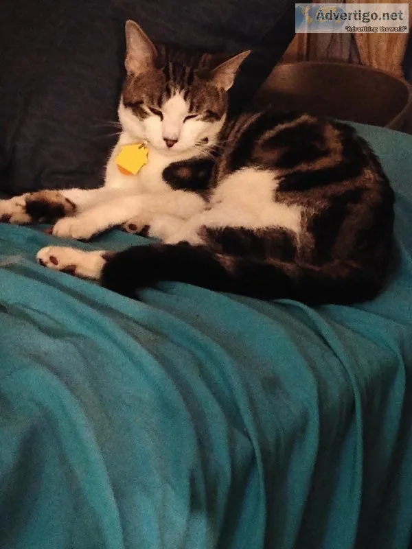 Sweet hot shot cat
