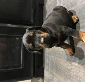 Great Doberman Puppies