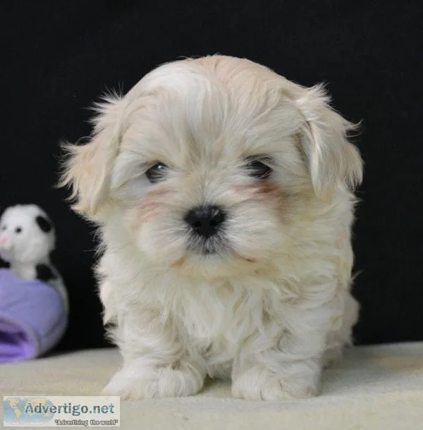 CUTE MALSHIPOO PUPPIES AVAILABLE