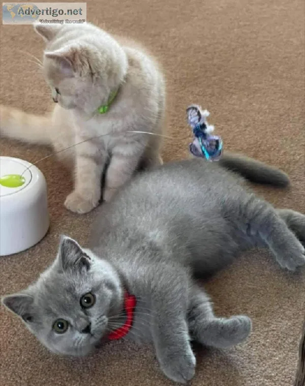 British Shorthair for sale