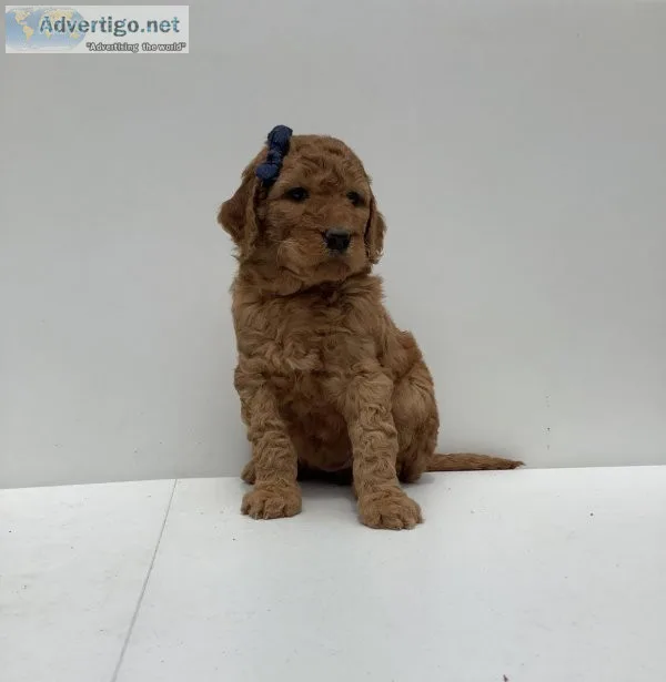 Rosalie Goldendoodle