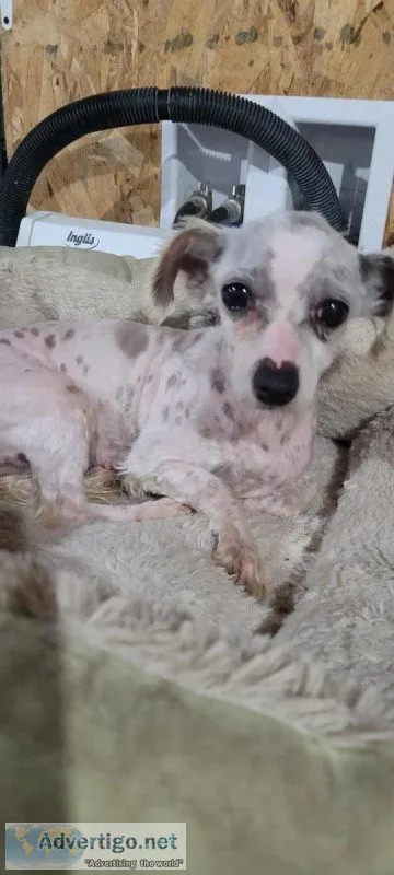 Female Maltese