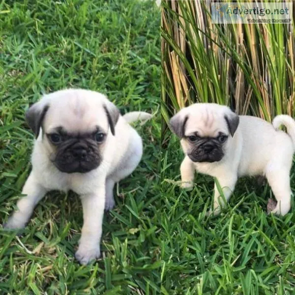 Adorable Fawn Pug puppies