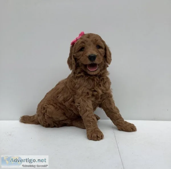 Mory Goldendoodle