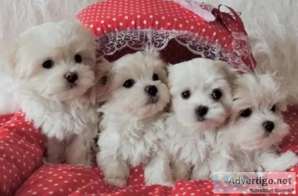Super Cute Teacup Maltese Puppies