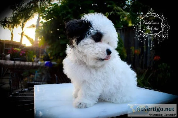 PooChon Bichon Freese  Poodle Designer female puppy - CHANEL