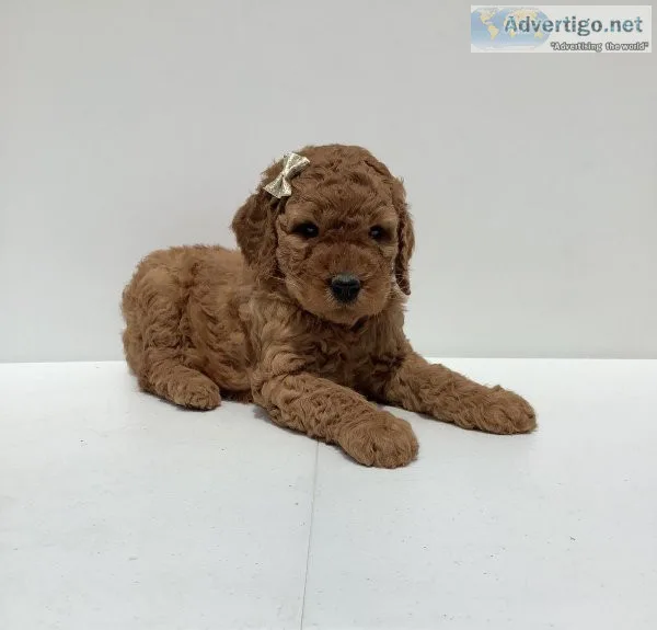 Carly Goldendoodle