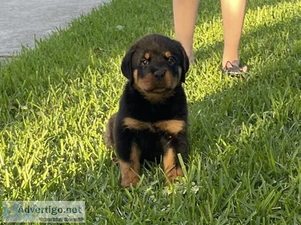 9 week old AKC Rottweiler Puppy