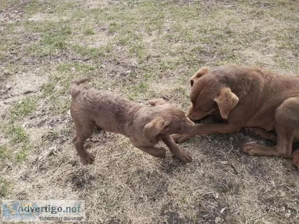 Chesapeake Bay retriever puppies
