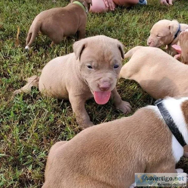 Cute Pitbull puppies