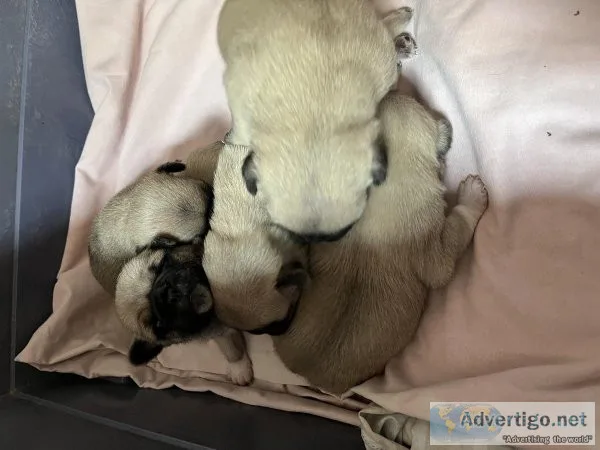 Pug Puppies