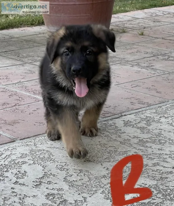 German shepherd