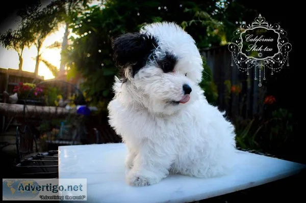 Miniature Goldendoodle Designer female puppy CHANEL