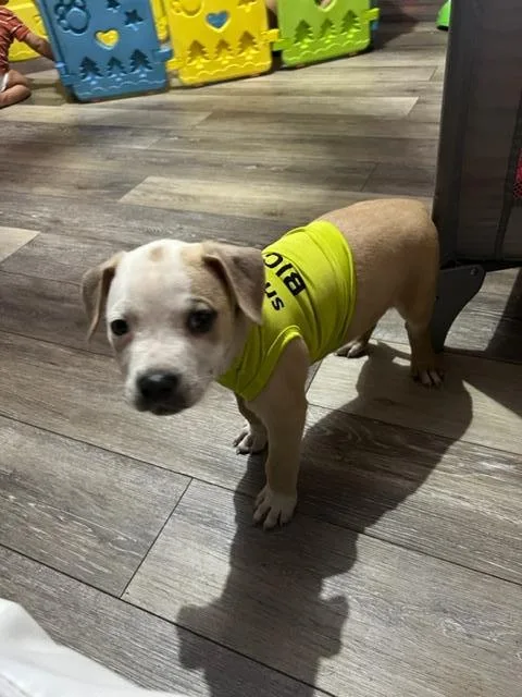 pit puppies