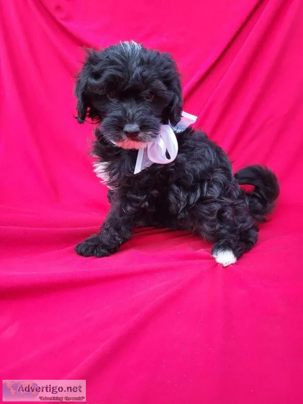 Maltipoo Puppy