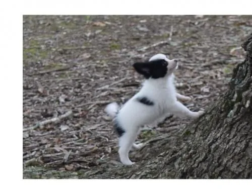 Amazing Papillon Puppies.