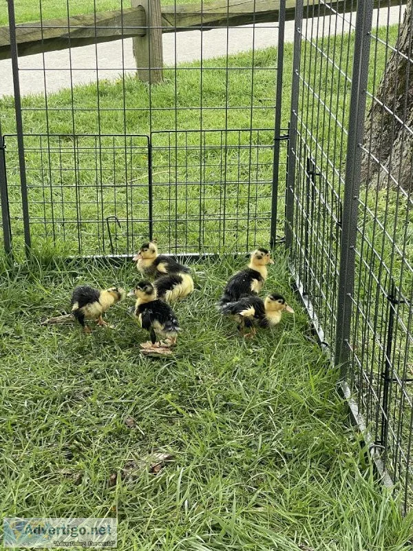 Baby Ducks