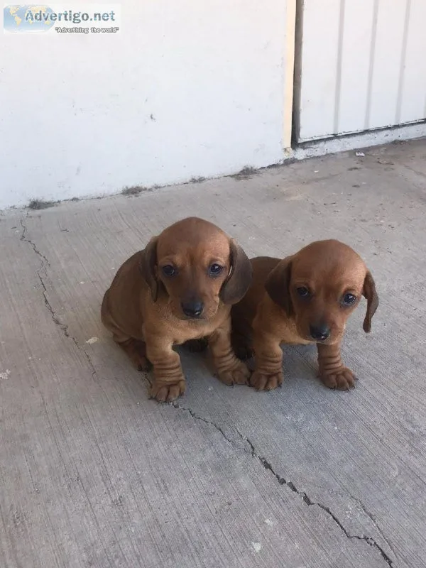 Dachshund