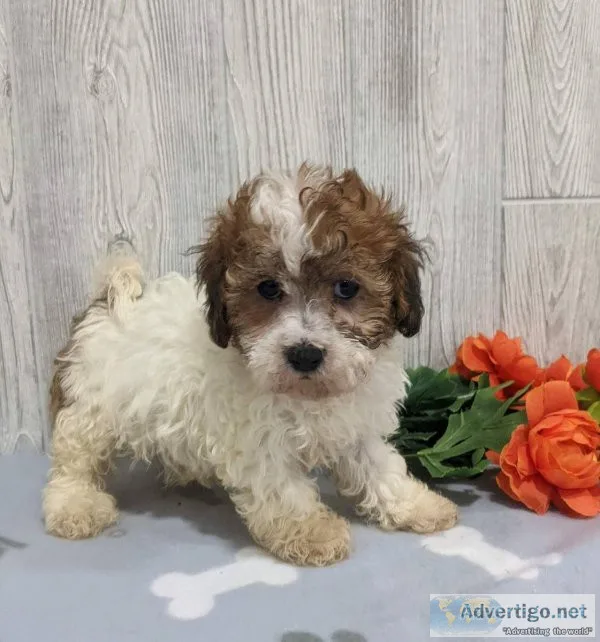 Shihpoo Puppies.