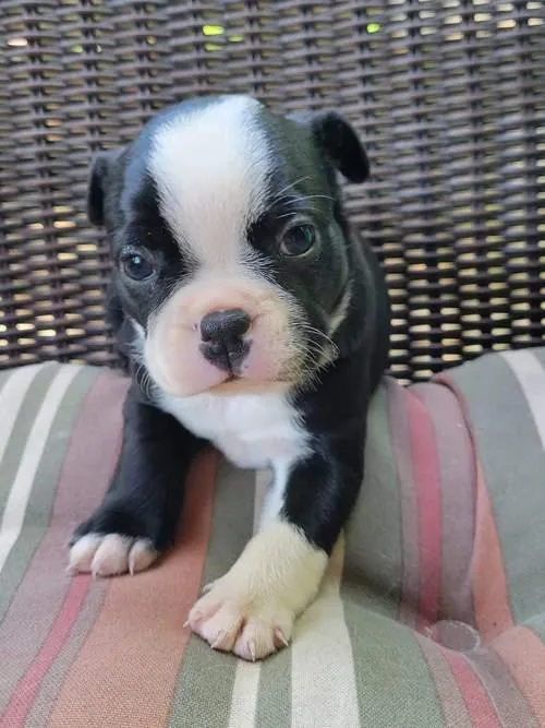 Proud Boston terrier Puppies