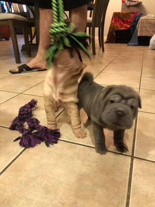 Beautiful Shar Pei Puppies