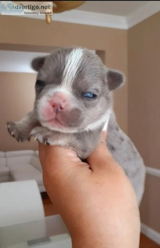 Blue Merle and Tan French Bulldog Female