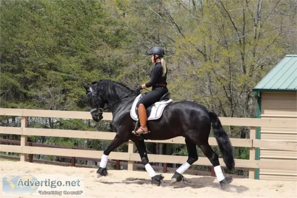 TALENTED Friesian that will take you up the levels in dressage