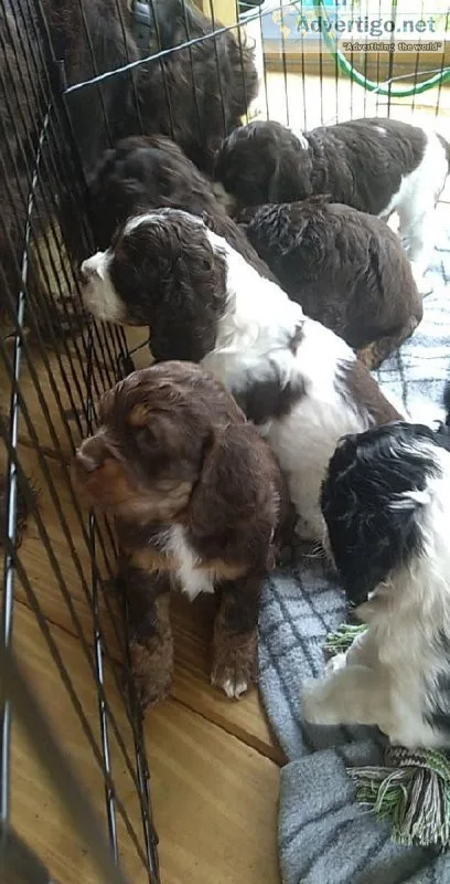 CKC Cocker Spaniels