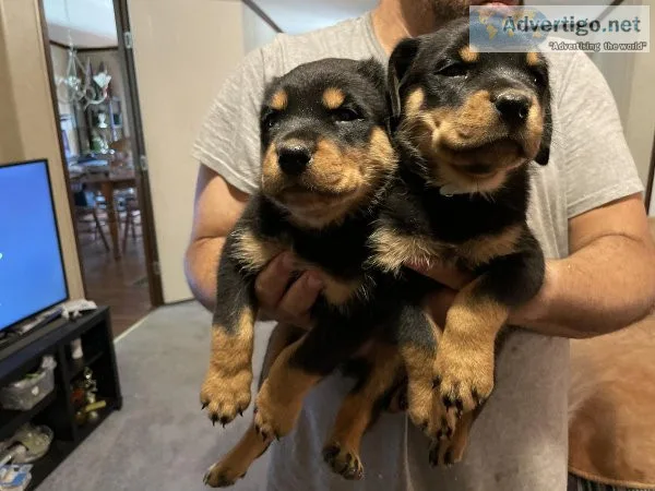 AKC Rottweiller Puppies