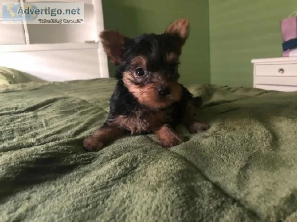 Top Quality Yorkie Puppies