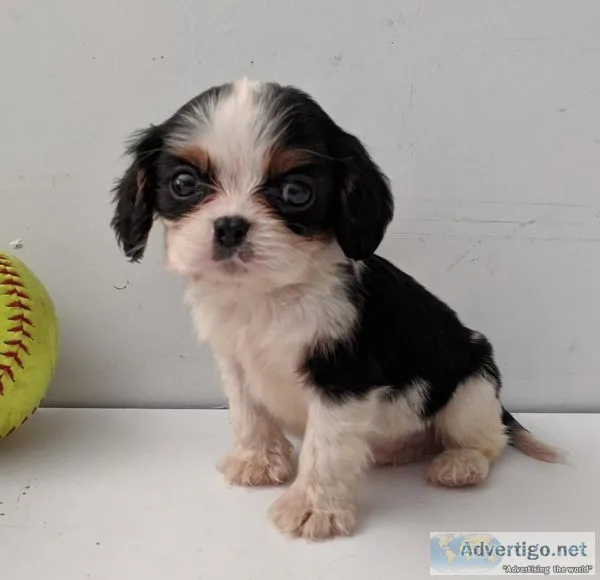 2 shih tzu female pups available.