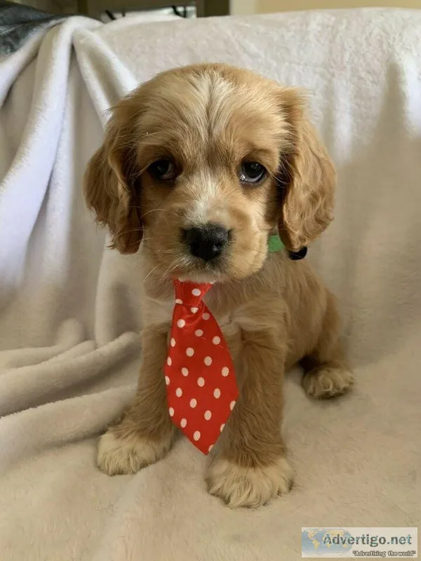 Cavachon Puppies boys