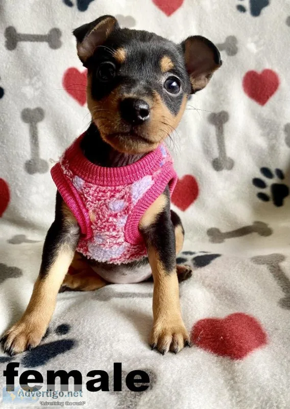mini pinscher mix puppies