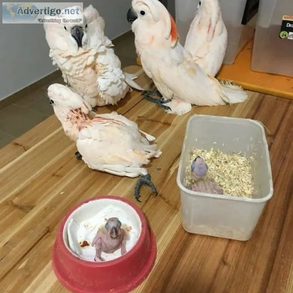 Cockatoos parrots for sale