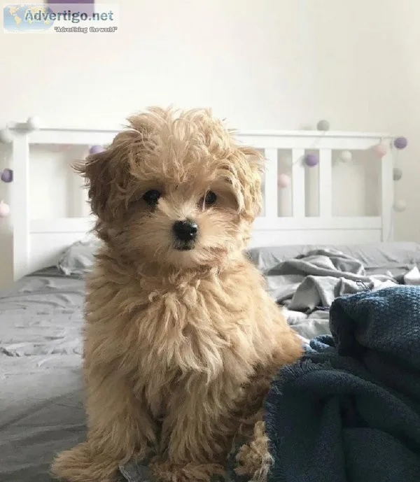 Beautiful puppies