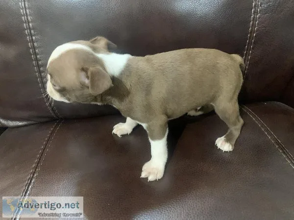 CKC Chocolate Boston Terrier Puppy