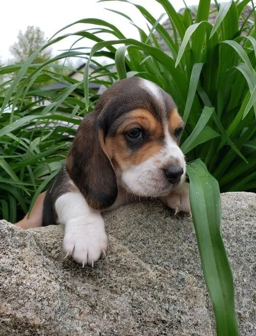 Lovely Beagle puppies available