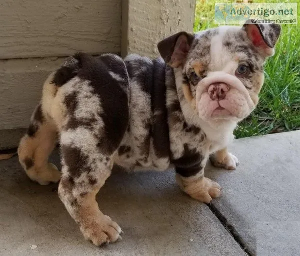 Stunning and AKC Reg English Bulldog Pups for rehoming